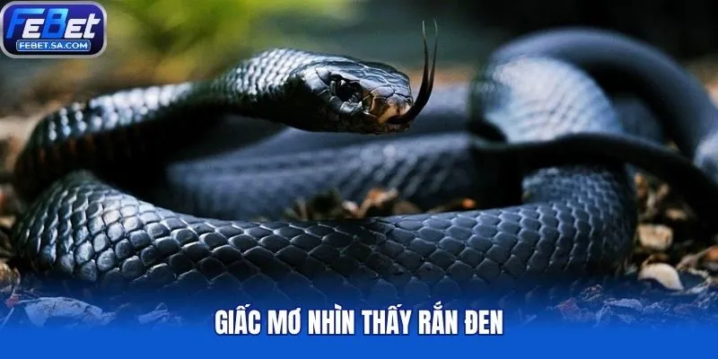 Giấc mơ nhìn thấy rắn đen