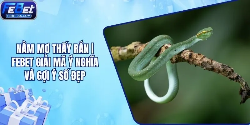 Nằm Mơ Thấy Rắn | Febet Giải Mã Ý Nghĩa Và Gợi Ý Số Đẹp